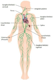 Daca limfa nu ar mai exista